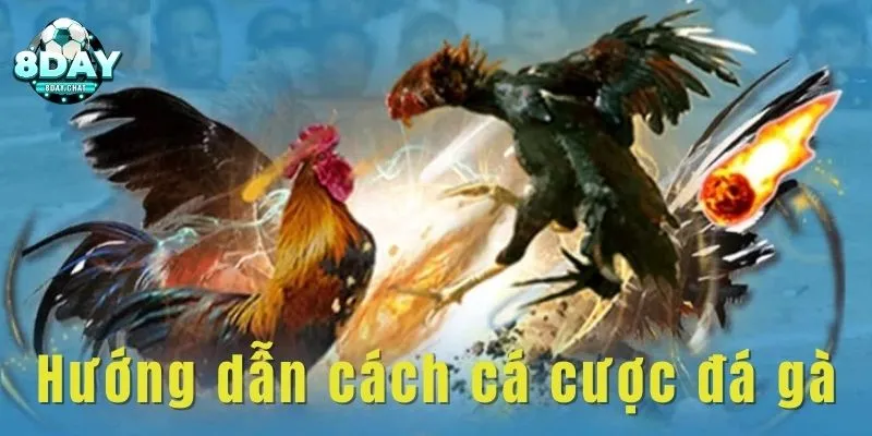 Hướng dẫn cách cá cược đá gà chi tiết nhất